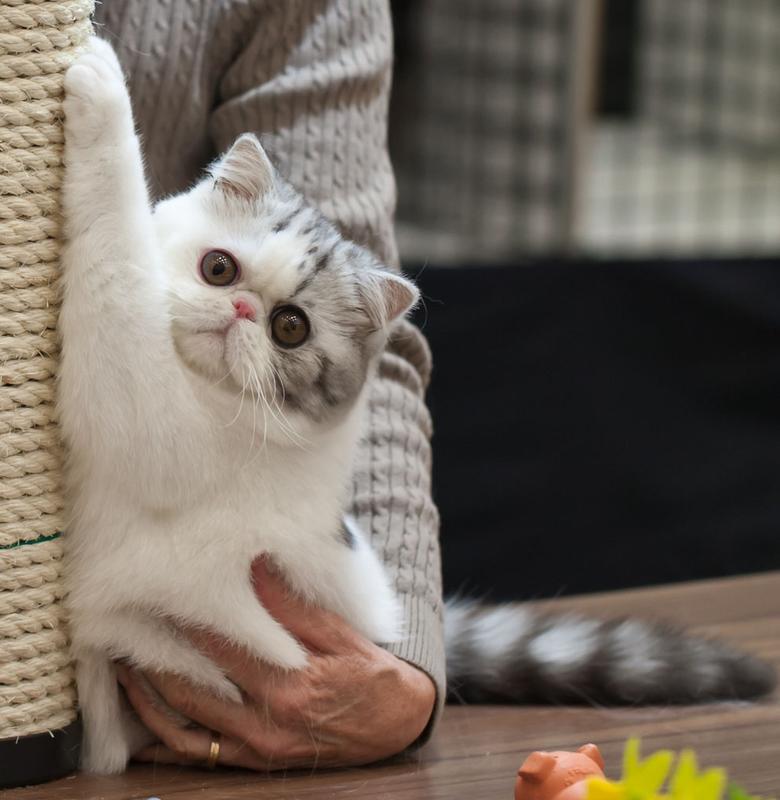 Exotic Shorthair