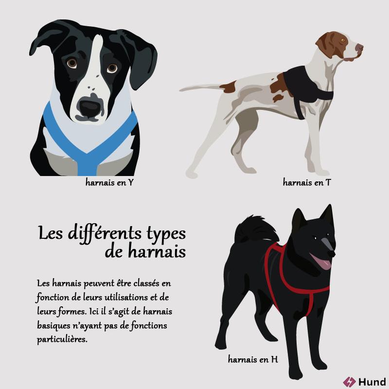 Les Diff rents Types De Harnais Les Diff rents Types De Harnais