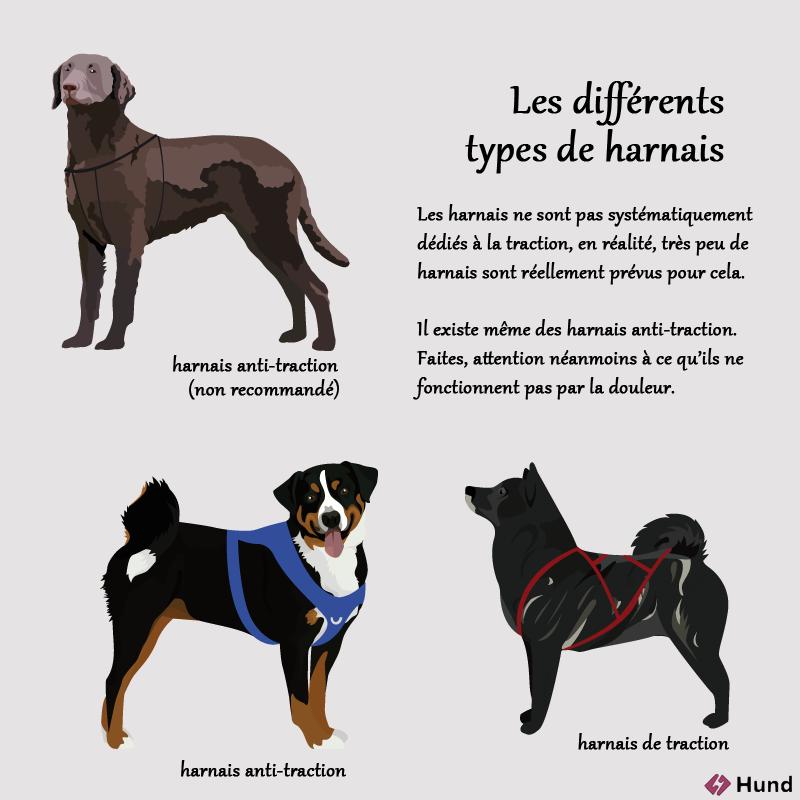 Les Diff rents Types De Harnais Les Diff rents Types De Harnais