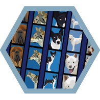 Flash Badge niveau 2