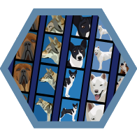 Flash Badge niveau 4
