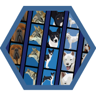 Flash Badge niveau 6