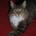 Enjie