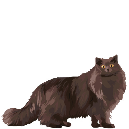 British Longhair
