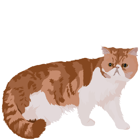 Exotic Shorthair