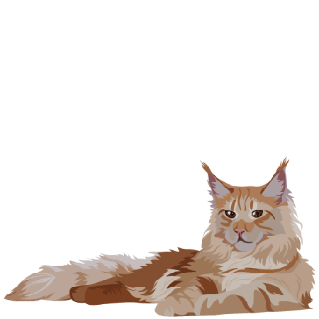 Maine Coon