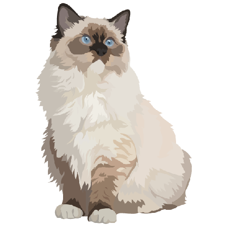 Ragdoll