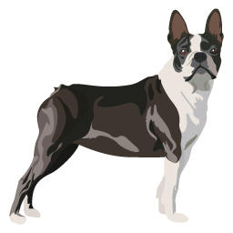 Boston Terrier