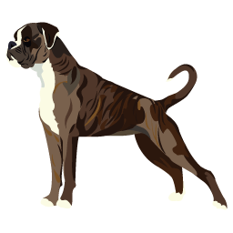 Boxer