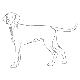 Chien Courant de Hamilton