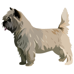 Cairn Terrier