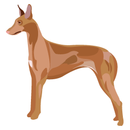 Cirneco de l'Etna