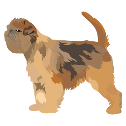 Griffon Belge