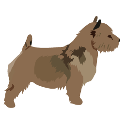 Norwich Terrier