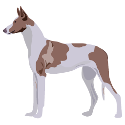Podenco d'Ibiza
