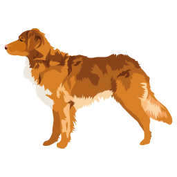 Retriever de la Nouvelle Ecosse