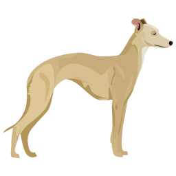 Whippet