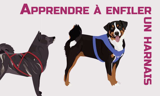 Lorsque nous sortons nos chiens, pour des raisons…