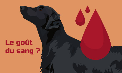 Est-ce qu’un chien qui a goûté au sang va obligat…