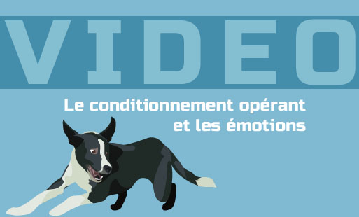 Ces derniers temps, je vous ai proposé plusieurs …