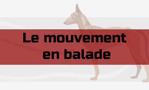 Lorsque vous vous promenez avec votre chien et qu…