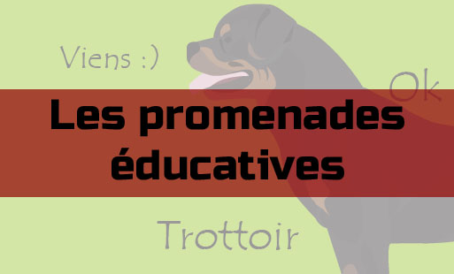 J’ai décidé de m’attarder un moment sur les balad…